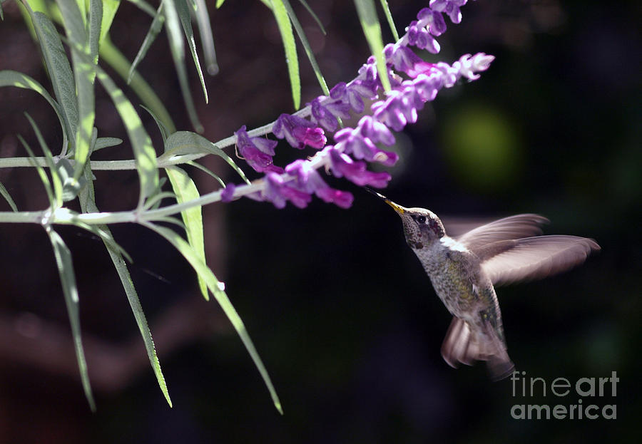 Hummingbird Photograph by Jacklyn Duryea Fraizer