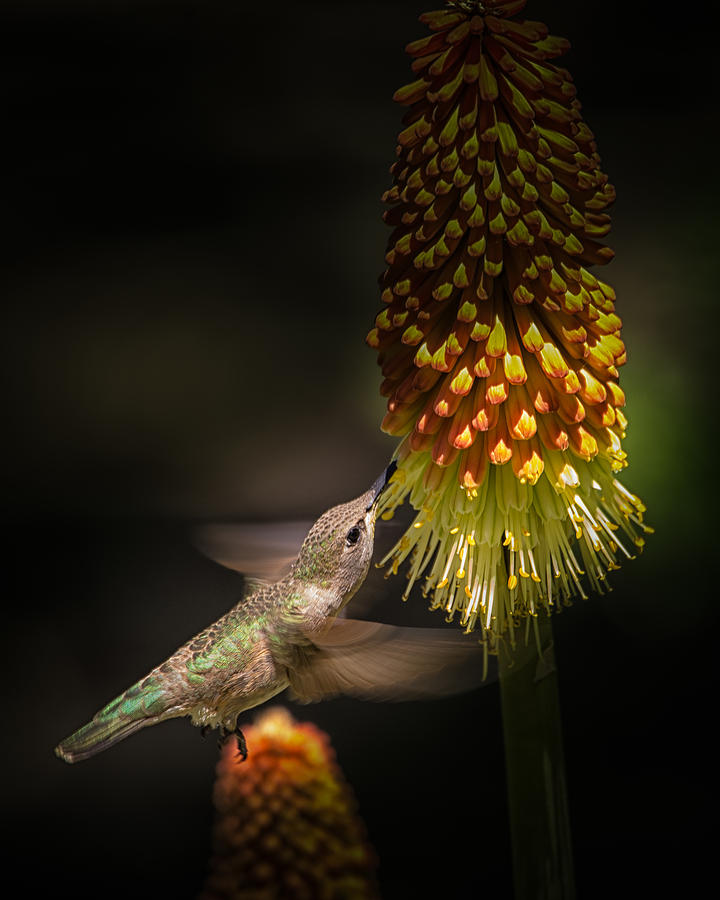 Hummingbird Photograph by Janis Knight