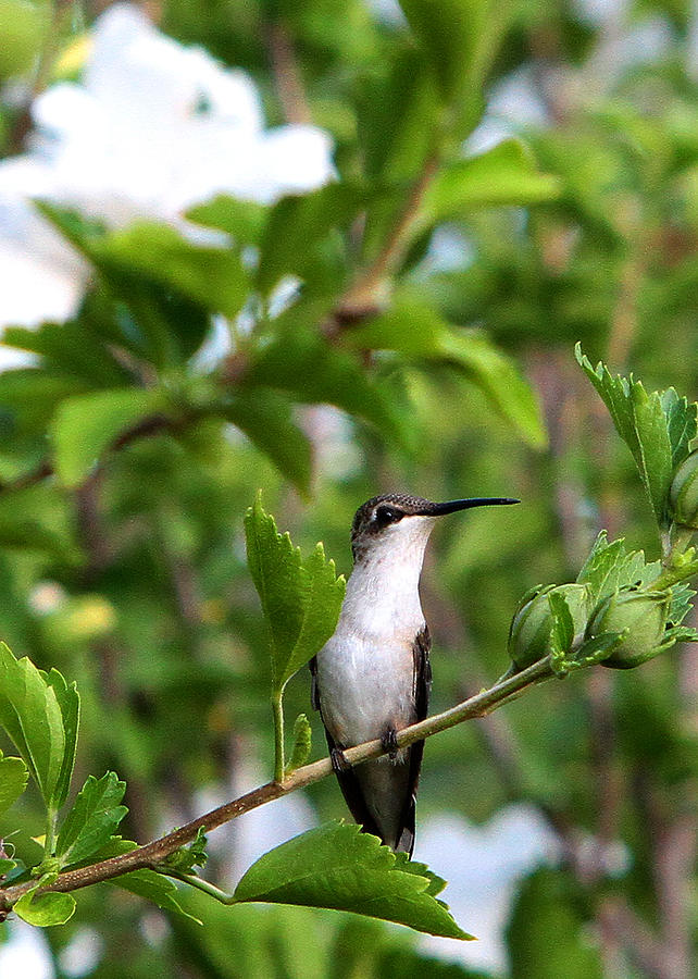 Hummingbird Photograph by John Freidenberg