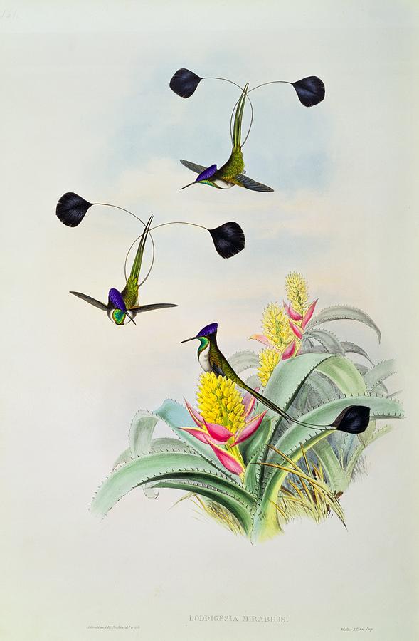 John Gould Painting - Hummingbird by John Gould