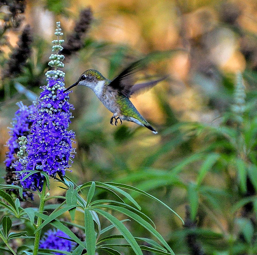Hummingbird Photograph by John Johnson