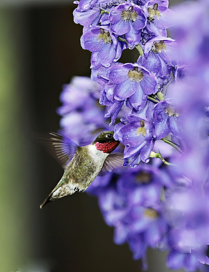 Hummingbird Photograph by John Vose