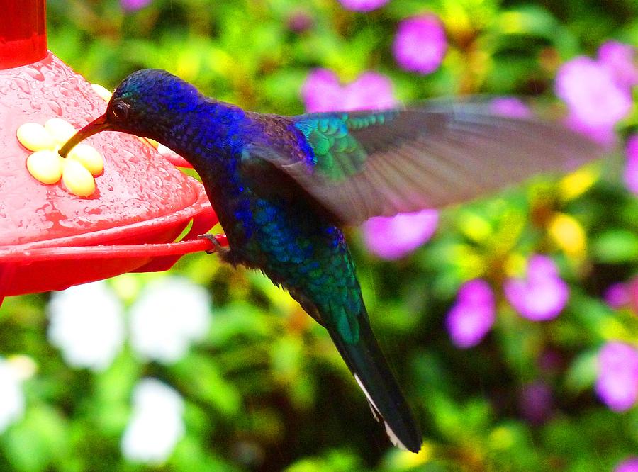 Hummingbird Photograph by Julia Ivanovna Willhite