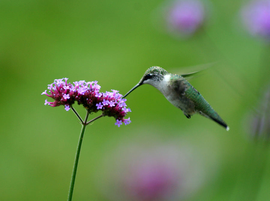 Hummingbird Photograph by Karen Adams