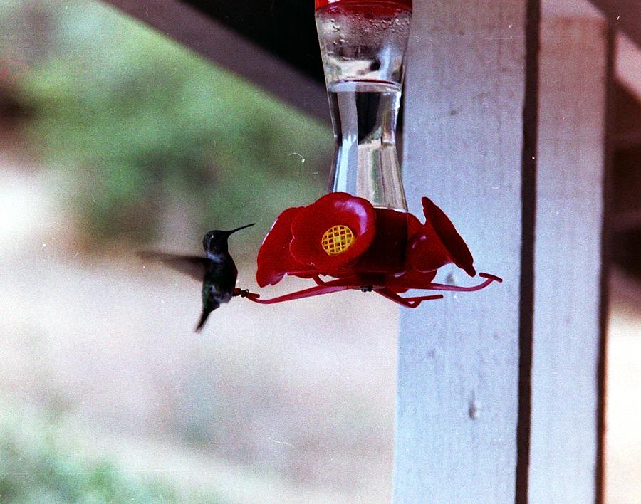 Hummingbird Photograph by Karl Rose