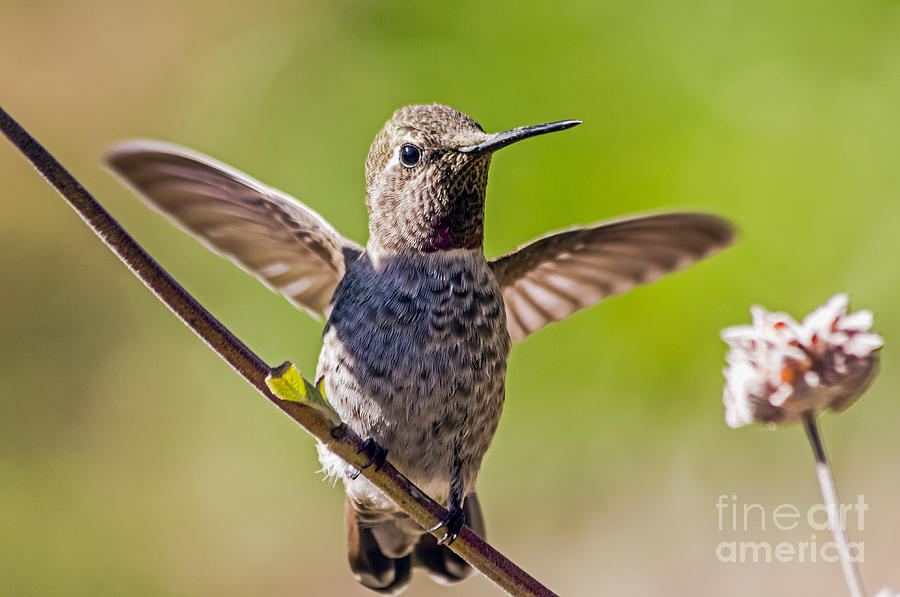 Hummingbird Photograph by Kate Brown