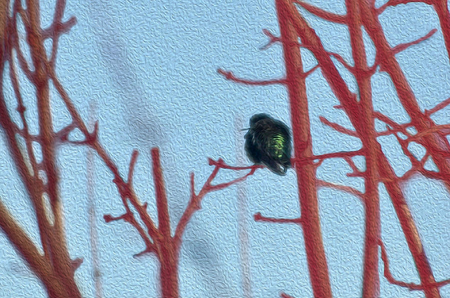 Hummingbird keeping watch Digital Art by Teri Schuster