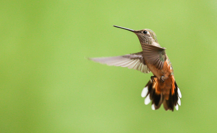 Hummingbird Photograph by Kevin Dietrich