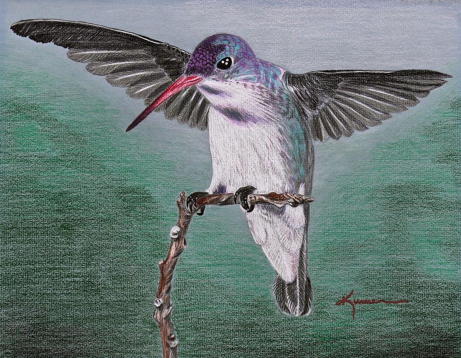 Hummingbird Drawing by Kume Bryant