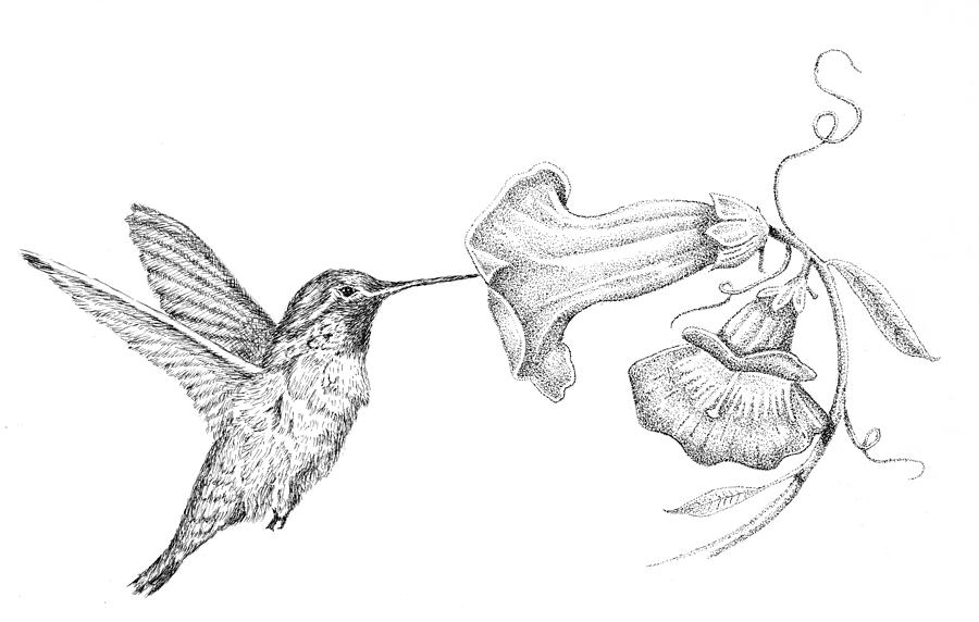 how to draw hummingbirds and flowers