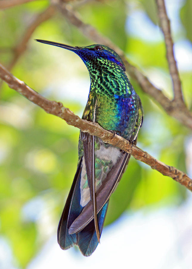 Hummingbird Photograph by Larry Nieland