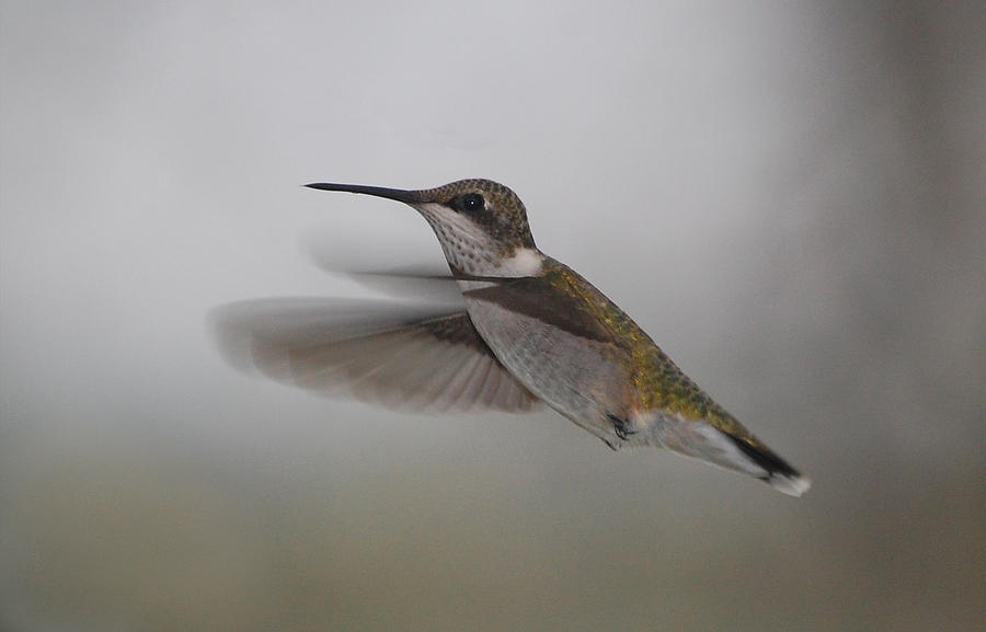Nature Photograph - Hummingbird  by Leticia Latocki