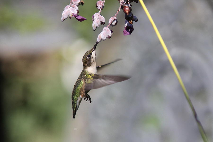 Hummingbird Photograph - Hummingbird - Little Sipper by Travis Truelove