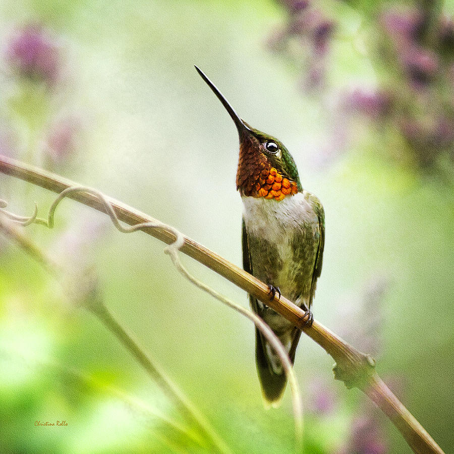 Hummingbird Photograph - Hummingbird Looking for Love Square by Christina Rollo