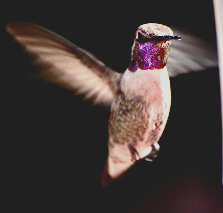 Hummingbird Male Anna In Flight  Photograph by Jay Milo