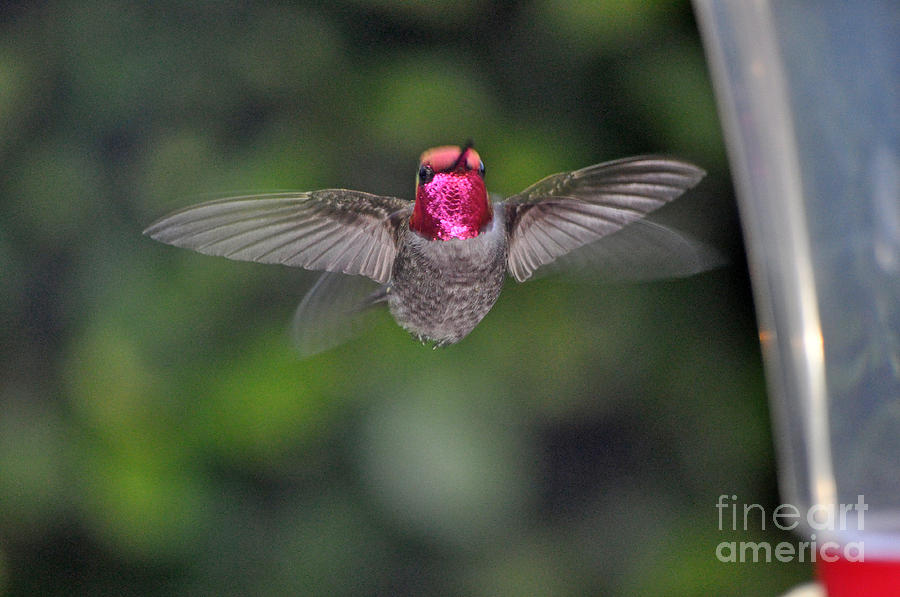 Hummingbird Male Annas Flapping His Wings Photograph by Jay Milo