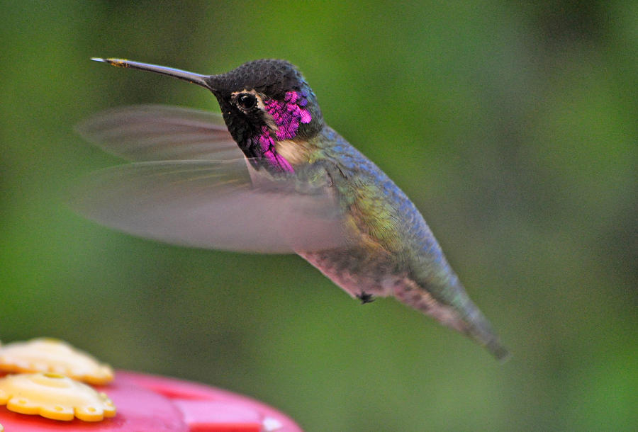 Hummingbird Male  Costa In Flight Photograph by Jay Milo