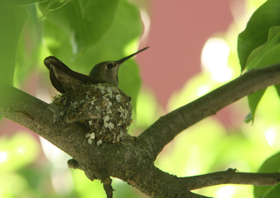 Hummingbird Mama Photograph by Teresa Herlinger