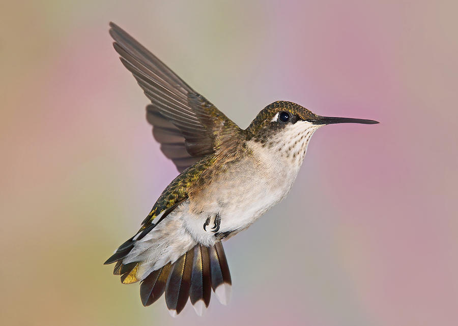 Hummingbird Maneuvers Photograph by Leda Robertson