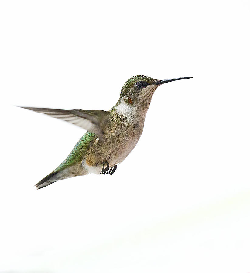 Nature Photograph - Hummingbird by Marty Maynard