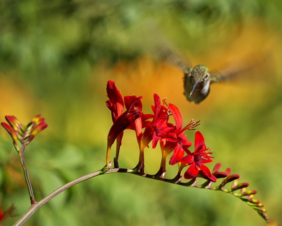Hummingbird Materializing Photograph by Belinda Greb