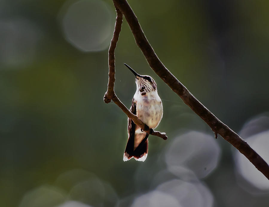 Hummingbird Photograph by Michael Whitaker