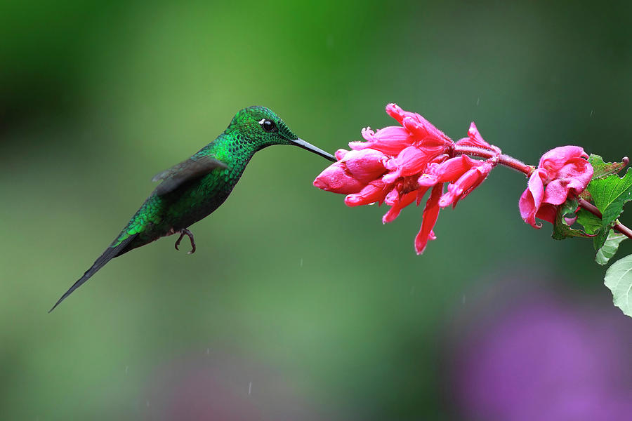Hummingbird Photograph by Mlorenzphotography
