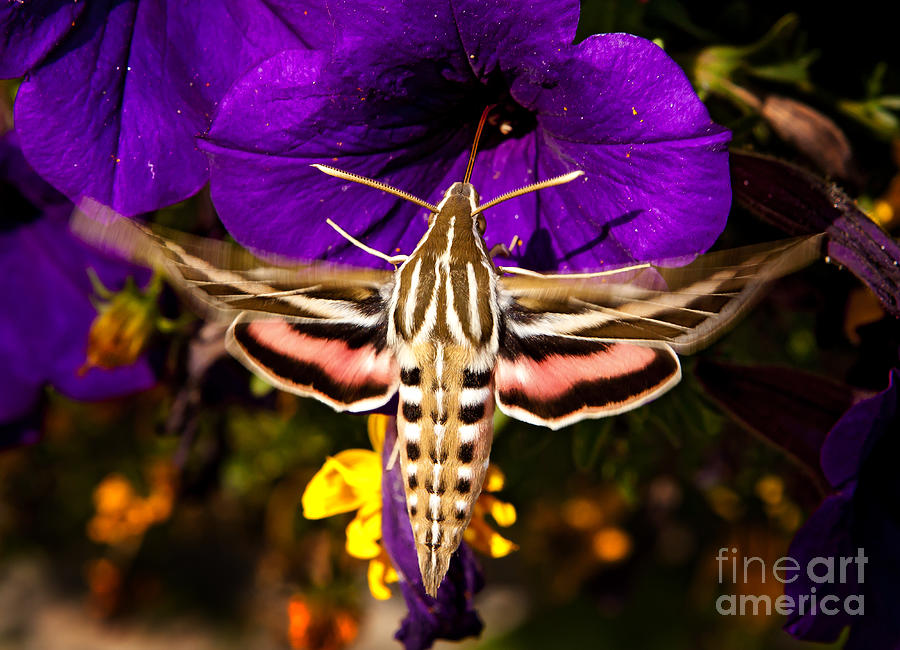 Hummingbird Moth   #8645 Photograph by J L Woody Wooden