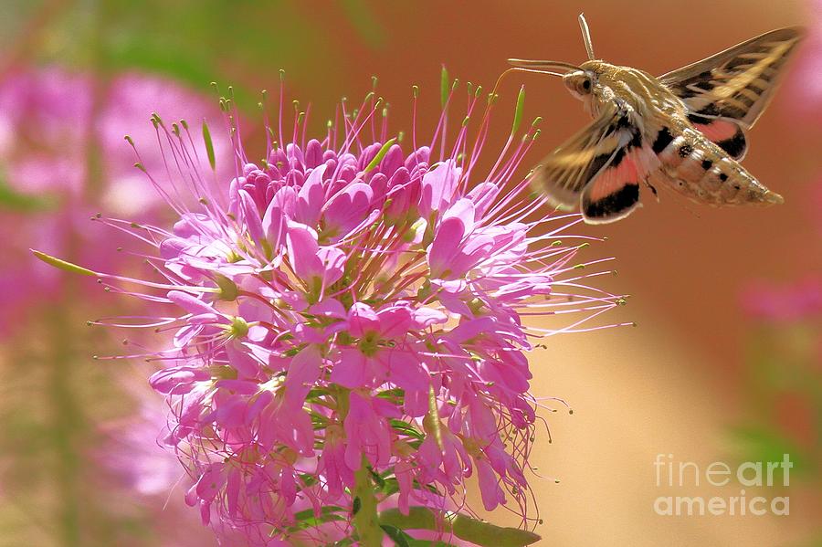Hummingbird Moth Photograph by Adam Jewell