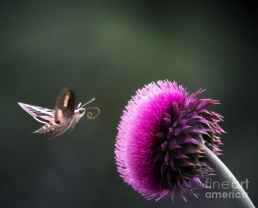 Hummingbird Moth Photograph by Barbara Chichester