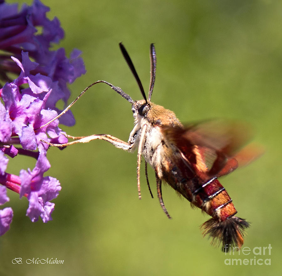 Hummingbird Moth Photograph by Barbara McMahon
