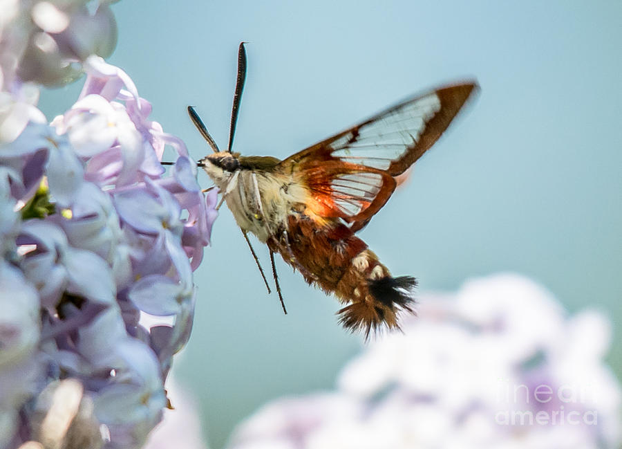 Hummingbird Moth Photograph by Cheryl Baxter