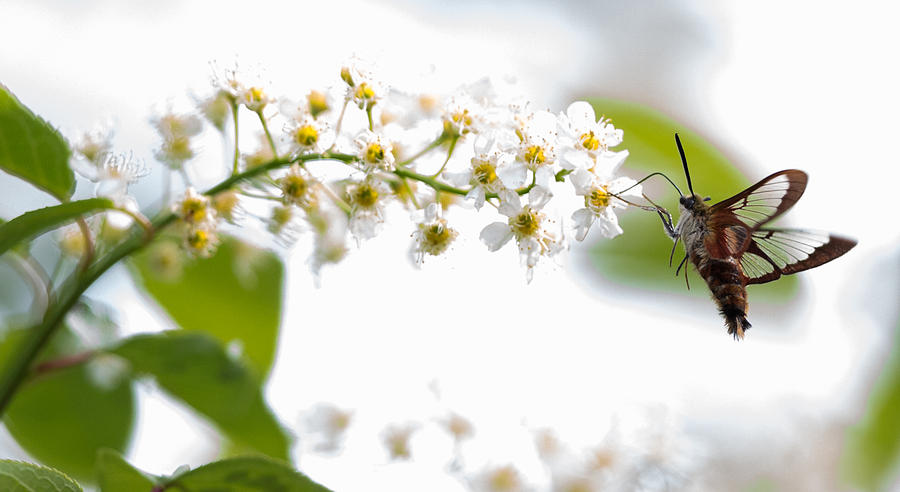 Wildlife Photograph - Hummingbird Moth by Dee Carpenter