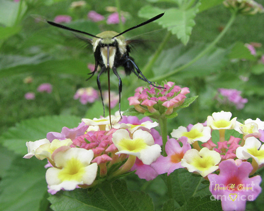 Hummingbird Moth Photograph by Donna Brown