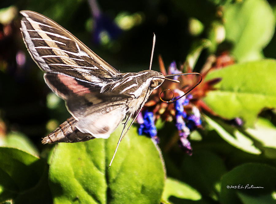 Hummingbird Moth Photograph by Ed Peterson