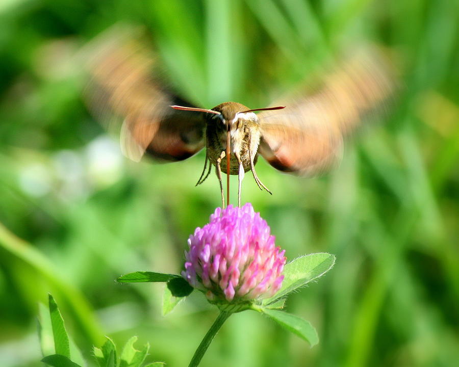 Face to Face with a Hummingbird Moth Photograph by Neal Eslinger