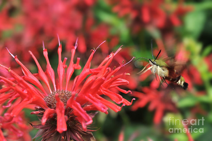 Hummingbird Moth feeding on red flower Photograph by Dan Friend