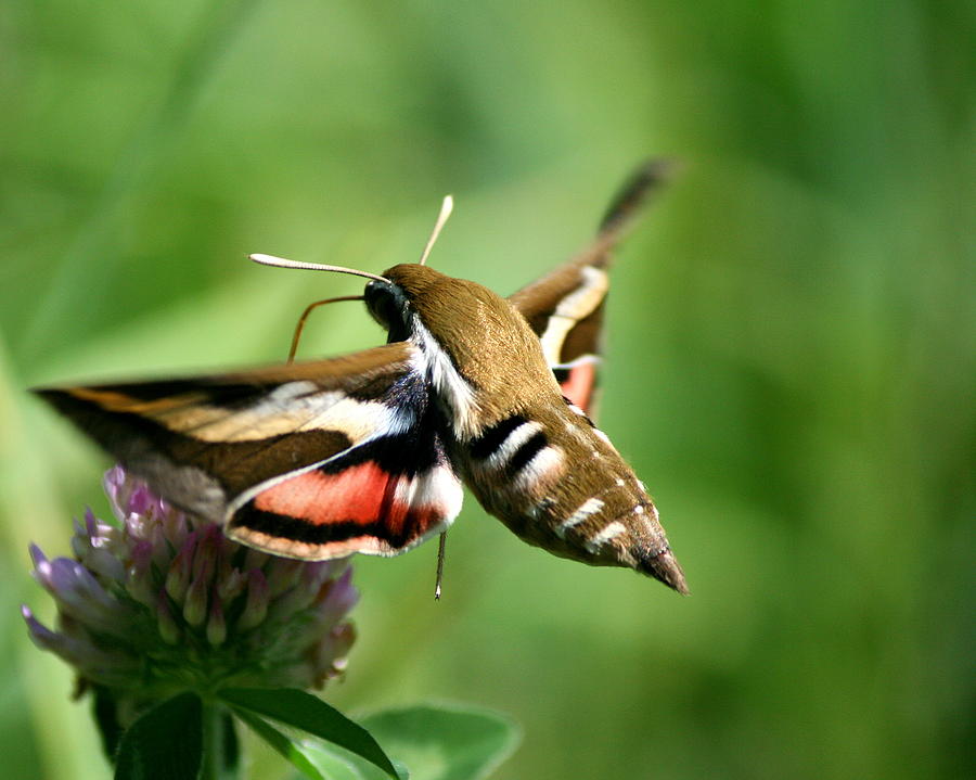 Hawk Moth Photograph - Hummingbird Moth from Behind by Neal Eslinger