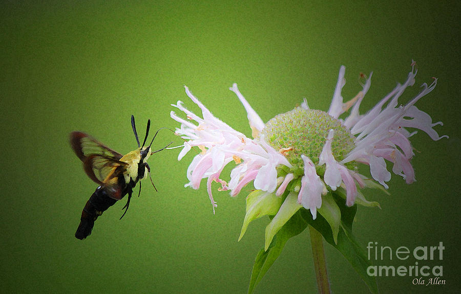 Hummingbird Moth I Photograph by Ola Allen