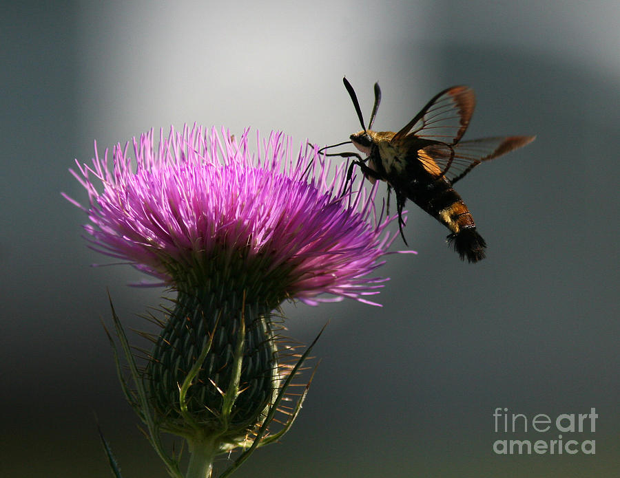 Hummingbird Moth II Photograph by Douglas Stucky