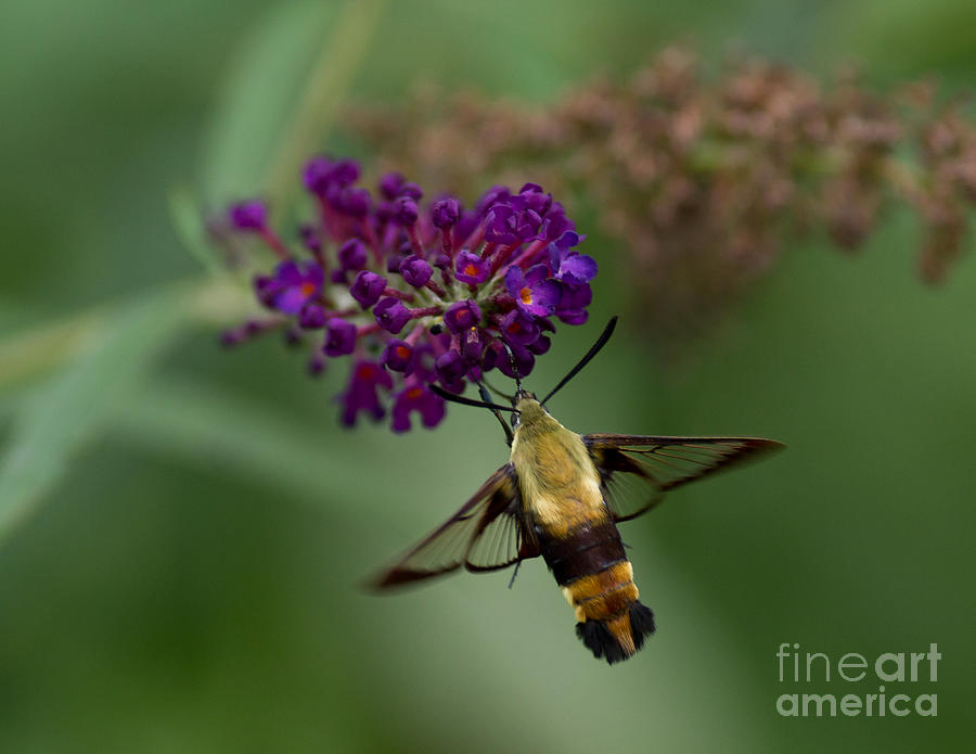Hummingbird Moth III Photograph by Douglas Stucky