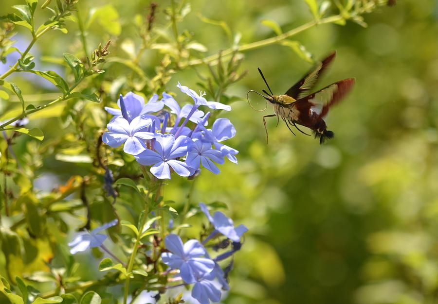 Hummingbird Moth in Flight  Photograph by Richard Bryce and Family
