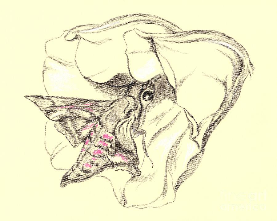 Hummingbird Moth in Moonflower Drawing by MM Anderson