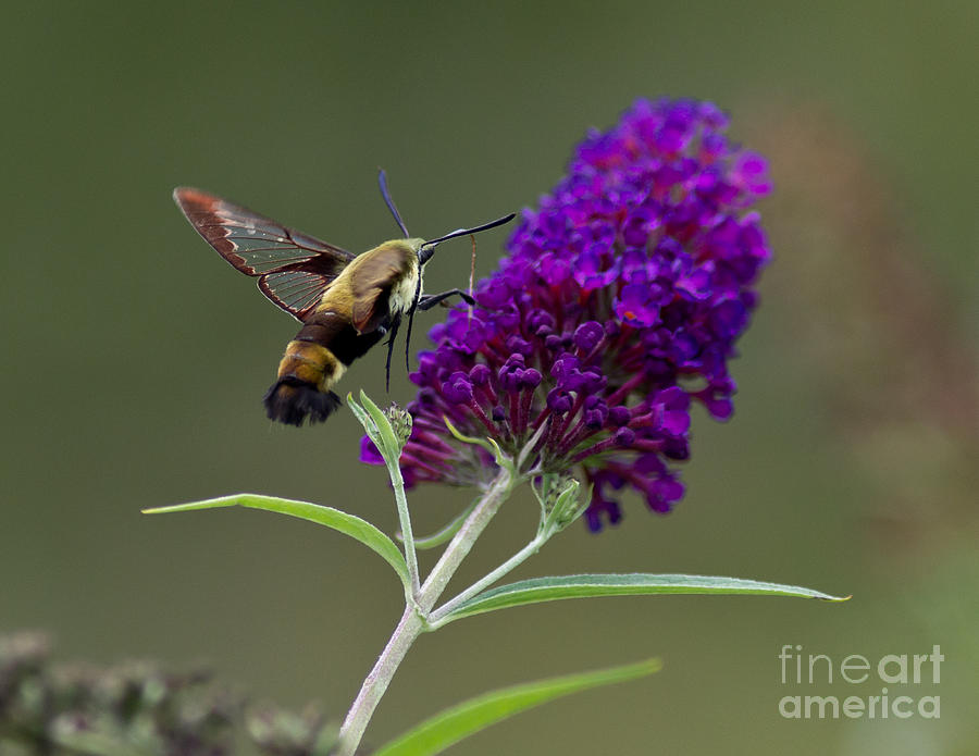 Hummingbird Moth IV Photograph by Douglas Stucky