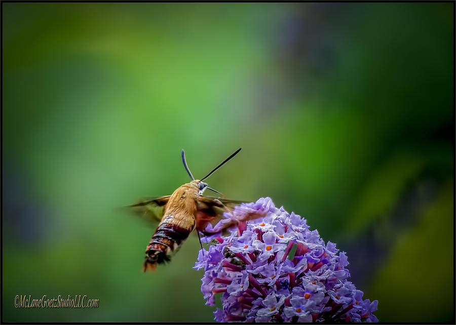 Hummingbird Moth Photograph by LeeAnn McLaneGoetz McLaneGoetzStudioLLCcom