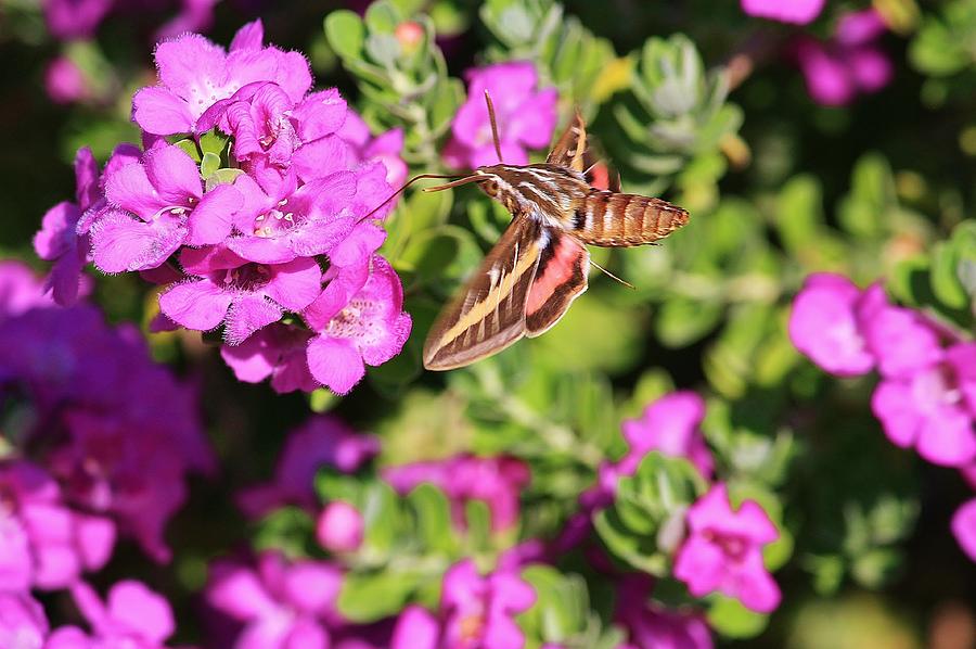Hummingbird Moth Photograph by Marcia Breznay