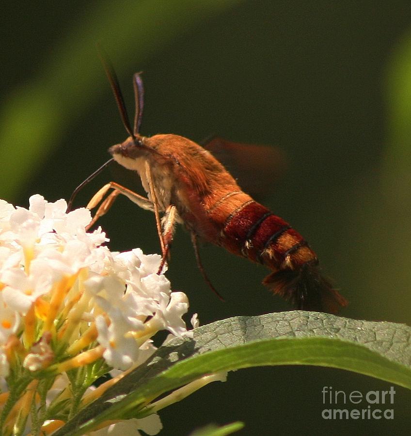 Hummingbird Moth Photograph by Marcia Lee Jones
