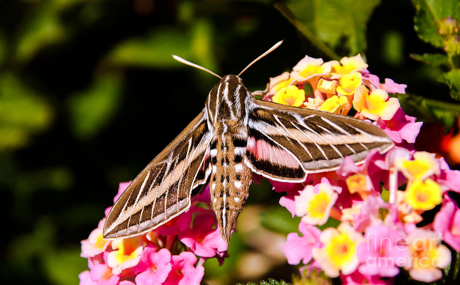 Nature Photograph - Hummingbird Moth  by Robert Bales