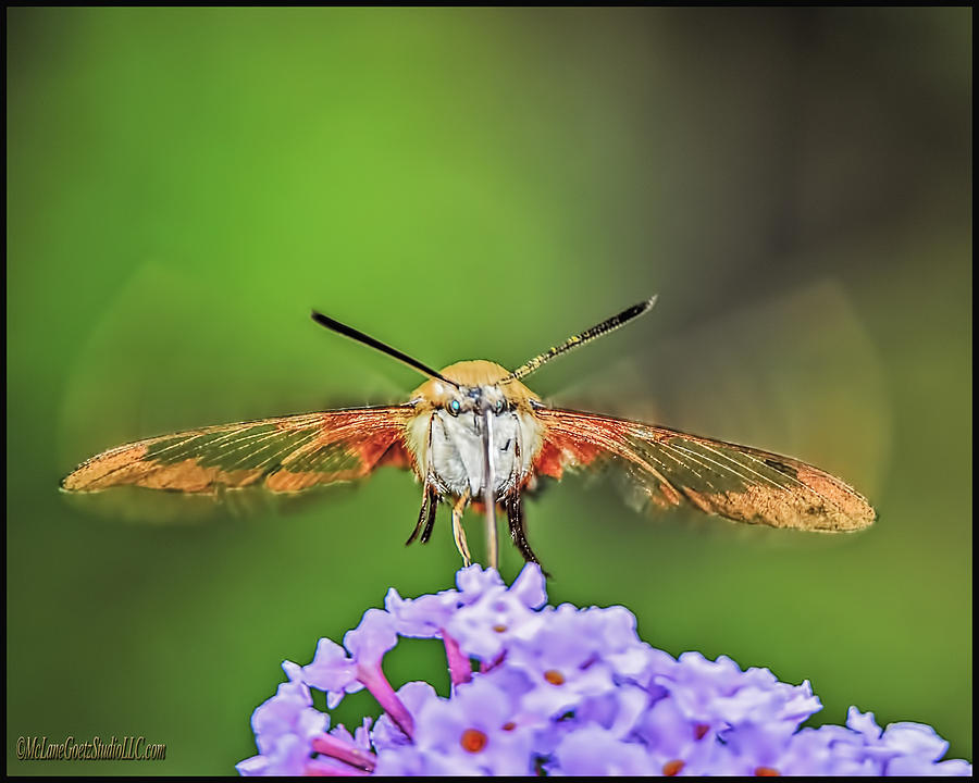Hummingbird Photograph - Hummingbird Moth Strike by LeeAnn McLaneGoetz McLaneGoetzStudioLLCcom