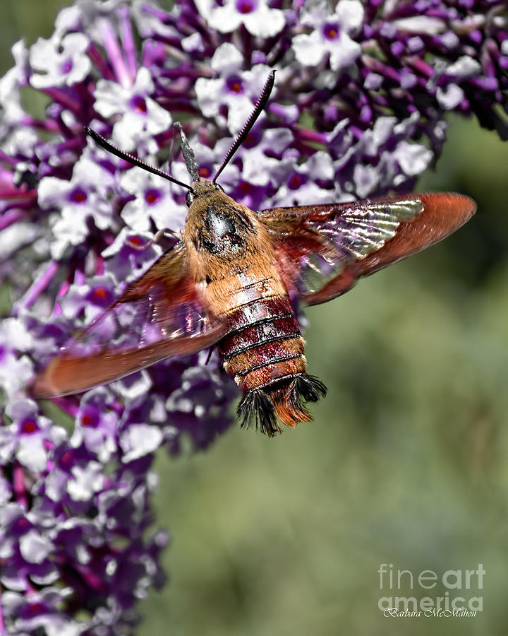 Hummingbird Moth Wingspan Photograph by Barbara McMahon